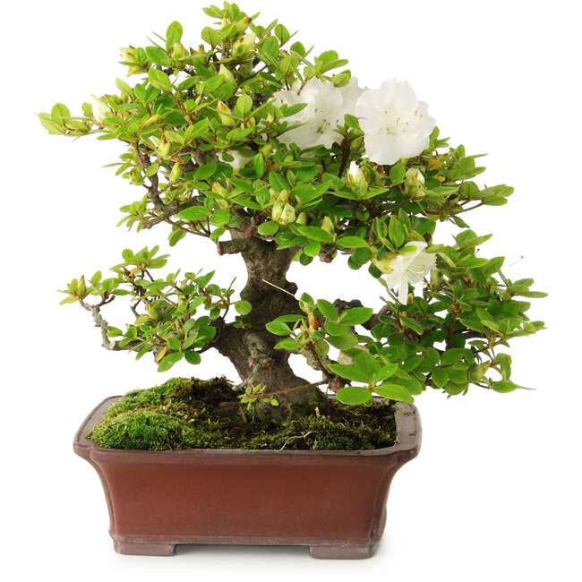 Rhododendron indicum Kakuo, 23 cm, ca. 18 Jahre alt, mit einem Wurzelhals von 5 cm