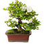 Rhododendron indicum Kakuo, 23 cm, ± 18 anni, con un nebari di 5 cm