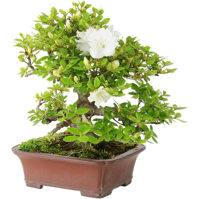Rhododendron indicum Kakuo, 23 cm, ± 18 anni, con un nebari di 5 cm