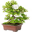 Rhododendron indicum Kakuo, 23 cm, ± 18 jaar oud, met een nebari van 5 cm