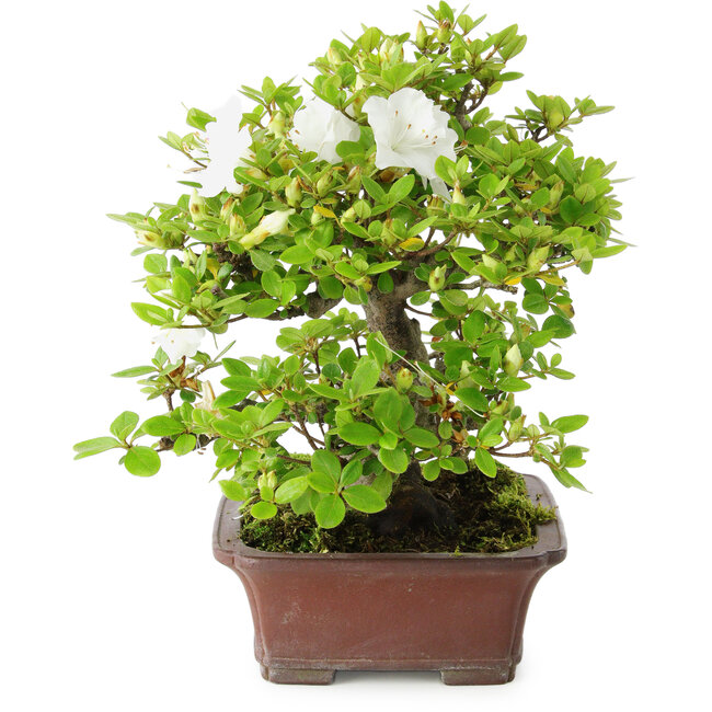Rhododendron indicum Kakuo, 23 cm, ± 18 anni, con un nebari di 5 cm