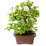 Rhododendron indicum Kakuo, 23 cm, ± 18 ans, avec un nebari de 5 cm
