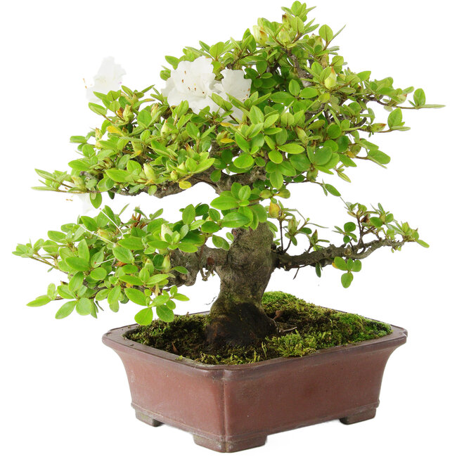 Rhododendron indicum Kakuo, 23 cm, ca. 18 Jahre alt, mit einem Wurzelhals von 5 cm