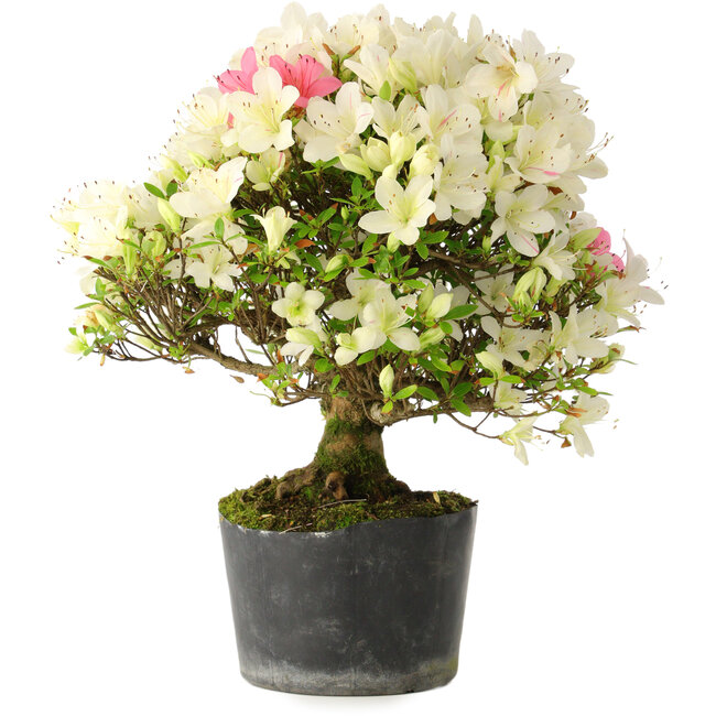 Rhododendron indicum Akemi-No-Tsuki, 32 cm, ± 18 jaar oud, met een nebari van 5,5