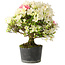 Rhododendron indicum Akemi-No-Tsuki, 32 cm, ± 18 jaar oud, met een nebari van 5,5