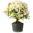 Rhododendron indicum Akemi-No-Tsuki, 32 cm, ± 18 jaar oud, met een nebari van 5,5