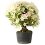 Rhododendron indicum Akemi-No-Tsuki, 32 cm, ± 18 jaar oud, met een nebari van 5,5