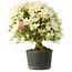 Rhododendron indicum Akemi-No-Tsuki, 32 cm, ± 18 jaar oud, met een nebari van 5,5