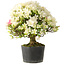 Rhododendron indicum Akemi-No-Tsuki, 32 cm, ± 18 jaar oud, met een nebari van 5,5