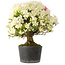 Rhododendron indicum Akemi-No-Tsuki, 32 cm, ± 18 jaar oud, met een nebari van 5,5