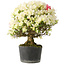 Rhododendron indicum Akemi-No-Tsuki, 32 cm, ± 18 jaar oud, met een nebari van 5,5