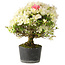 Rhododendron indicum Akemi-No-Tsuki, 32 cm, ± 18 jaar oud, met een nebari van 5,5