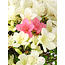 Rhododendron indicum Akemi-No-Tsuki, 32 cm, ± 18 jaar oud, met een nebari van 5,5