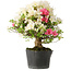 Rhododendron indicum Akemi-No-Tsuki, 32 cm, ± 18 jaar oud, met een nebari van 7 cm