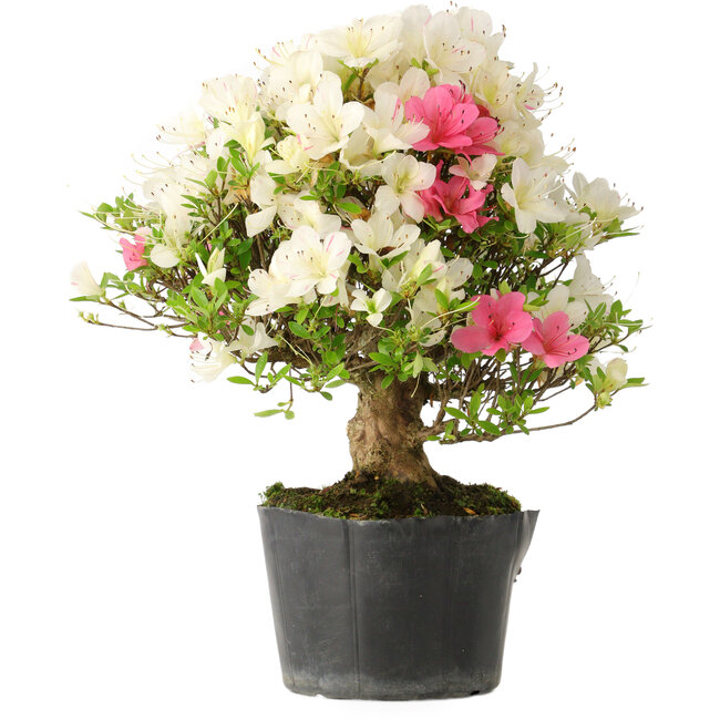 Rhododendron indicum Akemi-No-Tsuki, 32 cm, ± 18 jaar oud, met een nebari van 7 cm