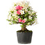 Rhododendron indicum Akemi-No-Tsuki, 32 cm, ± 18 jaar oud, met een nebari van 7 cm