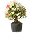 Rhododendron indicum Akemi-No-Tsuki, 32 cm, ± 18 jaar oud, met een nebari van 7 cm