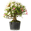 Rhododendron indicum Akemi-No-Tsuki, 32 cm, ± 18 jaar oud, met een nebari van 7 cm