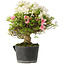 Rhododendron indicum Akemi-No-Tsuki, 32 cm, ± 18 jaar oud, met een nebari van 7 cm
