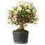 Rhododendron indicum Akemi-No-Tsuki, 32 cm, ± 18 jaar oud, met een nebari van 7 cm