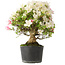 Rhododendron indicum Akemi-No-Tsuki, 32 cm, ± 18 jaar oud, met een nebari van 7 cm