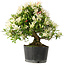 Rhododendron indicum Hakurini, 28 cm, ± 18 jaar oud, met een nebari van 5 cm