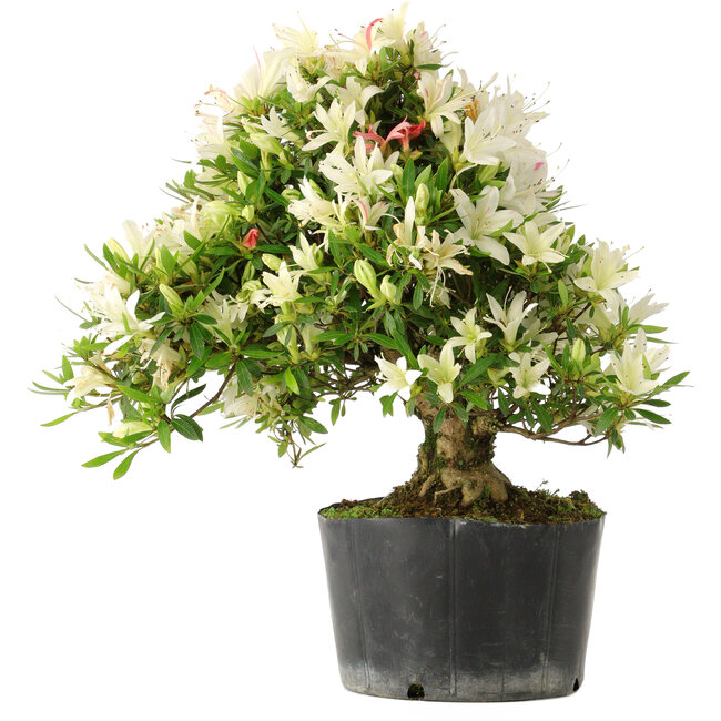 Rhododendron indicum Hakurini, 28 cm, ± 18 años, con un nebari de 5 cm