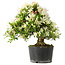 Rhododendron indicum Hakurini, 28 cm, ± 18 jaar oud, met een nebari van 5 cm
