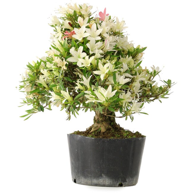 Rhododendron indicum Hakurini, 28 cm, ± 18 jaar oud, met een nebari van 5 cm