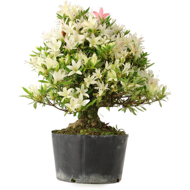 Rhododendron indicum Hakurini, 28 cm, ± 18 jaar oud, met een nebari van 5 cm