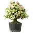 Rhododendron indicum Hakurini, 28 cm, ± 18 jaar oud, met een nebari van 5 cm