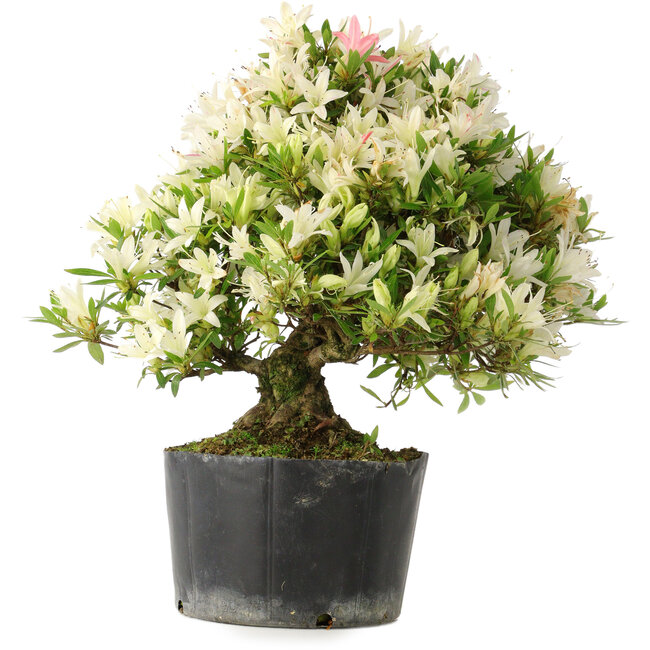 Rhododendron indicum Hakurini, 28 cm, ± 18 ans, avec un nebari de 5 cm
