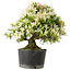 Rhododendron indicum Hakurini, 28 cm, ± 18 anni, con un nebari di 5 cm