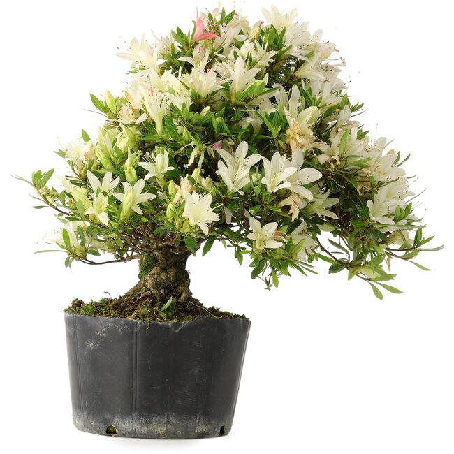 Rhododendron indicum Hakurini, 28 cm, ± 18 ans, avec un nebari de 5 cm
