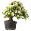 Rhododendron indicum Hakurini, 28 cm, ± 18 jaar oud, met een nebari van 5 cm