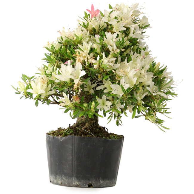 Rhododendron indicum Hakurini, 28 cm, ± 18 years old, with a nebari of 5 cm