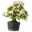 Rhododendron indicum Hakurini, 28 cm, ± 18 jaar oud, met een nebari van 5 cm