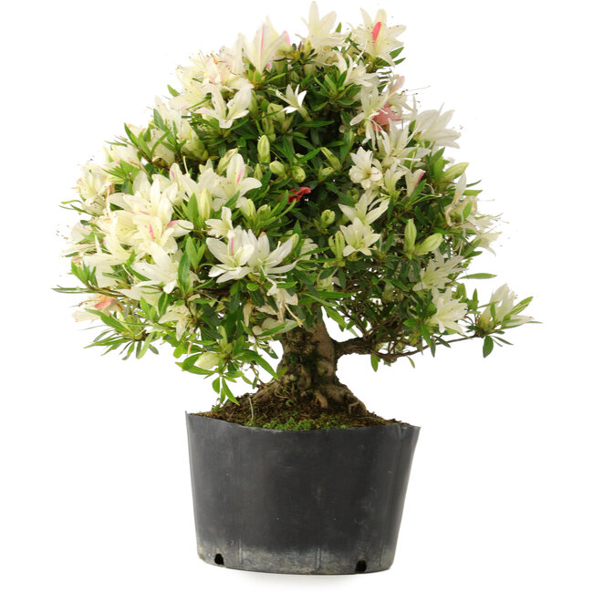 Rhododendron indicum Hakurini, 28 cm, ± 18 ans, avec un nebari de 5 cm
