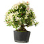 Rhododendron indicum Hakurini, 28 cm, ± 18 jaar oud, met een nebari van 5 cm