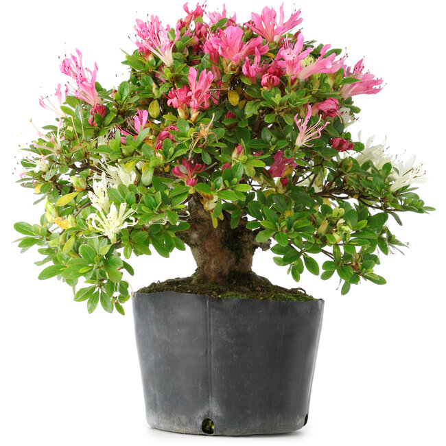 Rhododendron indicum Kaho-no-Hikari, 27 cm, ± 18 jaar oud, met een nebari van 5 cm
