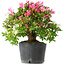 Rhododendron indicum Kaho-no-Hikari, 27 cm, ± 18 jaar oud, met een nebari van 5 cm