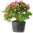 Rhododendron indicum Kaho-no-Hikari, 27 cm, ± 18 jaar oud, met een nebari van 5 cm
