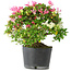 Rhododendron indicum Kaho-no-Hikari, 27 cm, ± 18 jaar oud, met een nebari van 5 cm