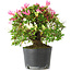 Rhododendron indicum Kaho-no-Hikari, 27 cm, ± 18 jaar oud, met een nebari van 5 cm
