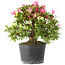 Rhododendron indicum Kaho-no-Hikari, 27 cm, ± 18 jaar oud, met een nebari van 5 cm
