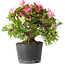 Rhododendron indicum Kaho-no-Hikari, 27 cm, ± 18 jaar oud, met een nebari van 5 cm