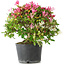 Rhododendron indicum Kaho-no-Hikari, 27 cm, ± 18 ans, avec un nebari de 5 cm