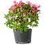 Rhododendron indicum Kaho-no-Hikari, 27 cm, ± 18 jaar oud, met een nebari van 5 cm