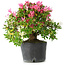 Rhododendron indicum Kaho-no-Hikari, 27 cm, ± 18 jaar oud, met een nebari van 5 cm
