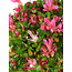 Rhododendron indicum Kaho-no-Hikari, 27 cm, ± 18 jaar oud, met een nebari van 5 cm